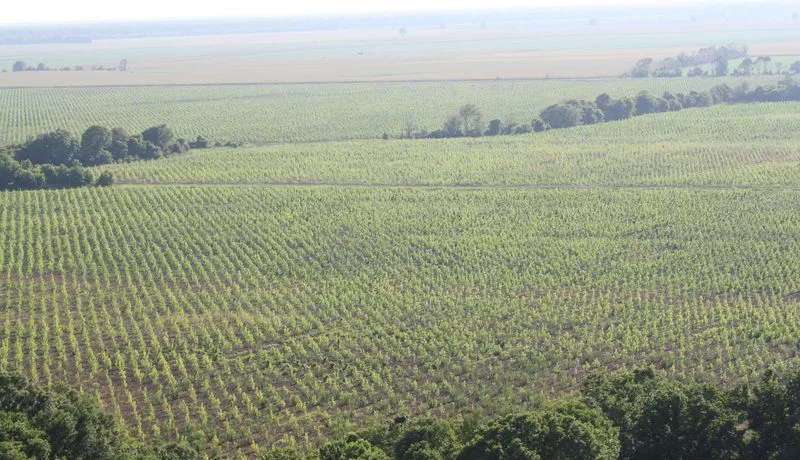 Reforestation in Lower Mississippi Alluvial Valley